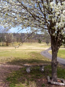 a ground with tress of white flower