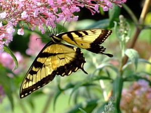 A butterfly sit on the flowers